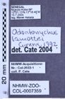 Etikette zu Odontonychus lamottei (Girard, 1992) (NHMW-ZOO-COL-0007359)